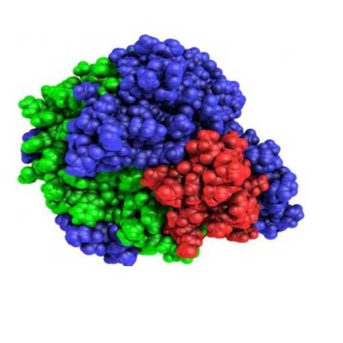 Enzymes